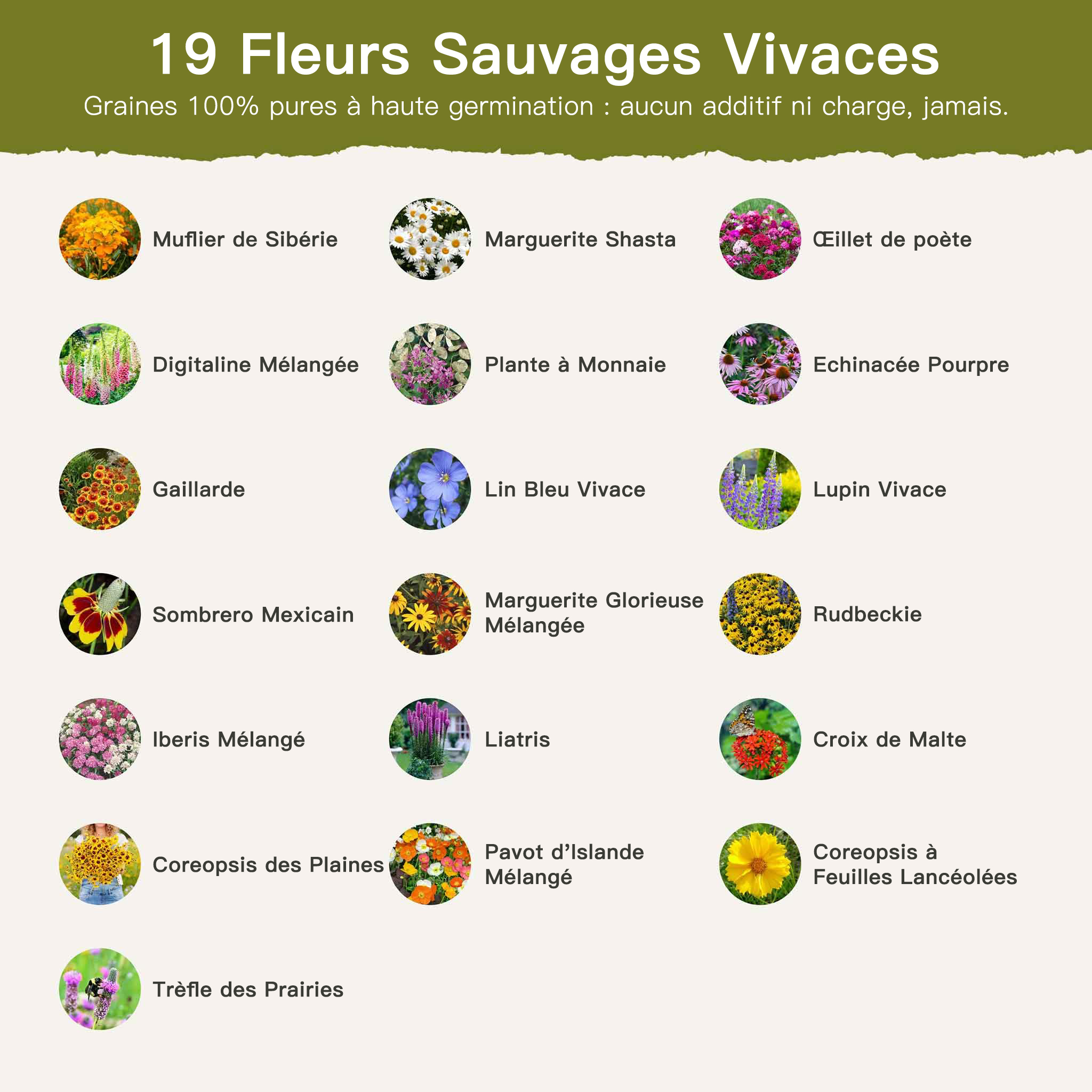 Rabais de temps limité 🔥 Graines de fleurs mélangées